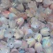 画像1: 2アクリルすずらん　ダブルカラー艶オーロラ (1)