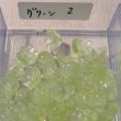 画像18: ガラスすずらんビーズ　約50個 (18)