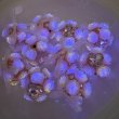画像12: 夜光薔薇リボンビーズ　ハンドメイド陶器粘土系ビーズ (12)