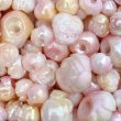 画像6: 鈴丸薔薇オーロラ　サイズmix (6)